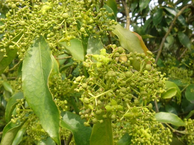 Euonymus myrianthus P2B P2D